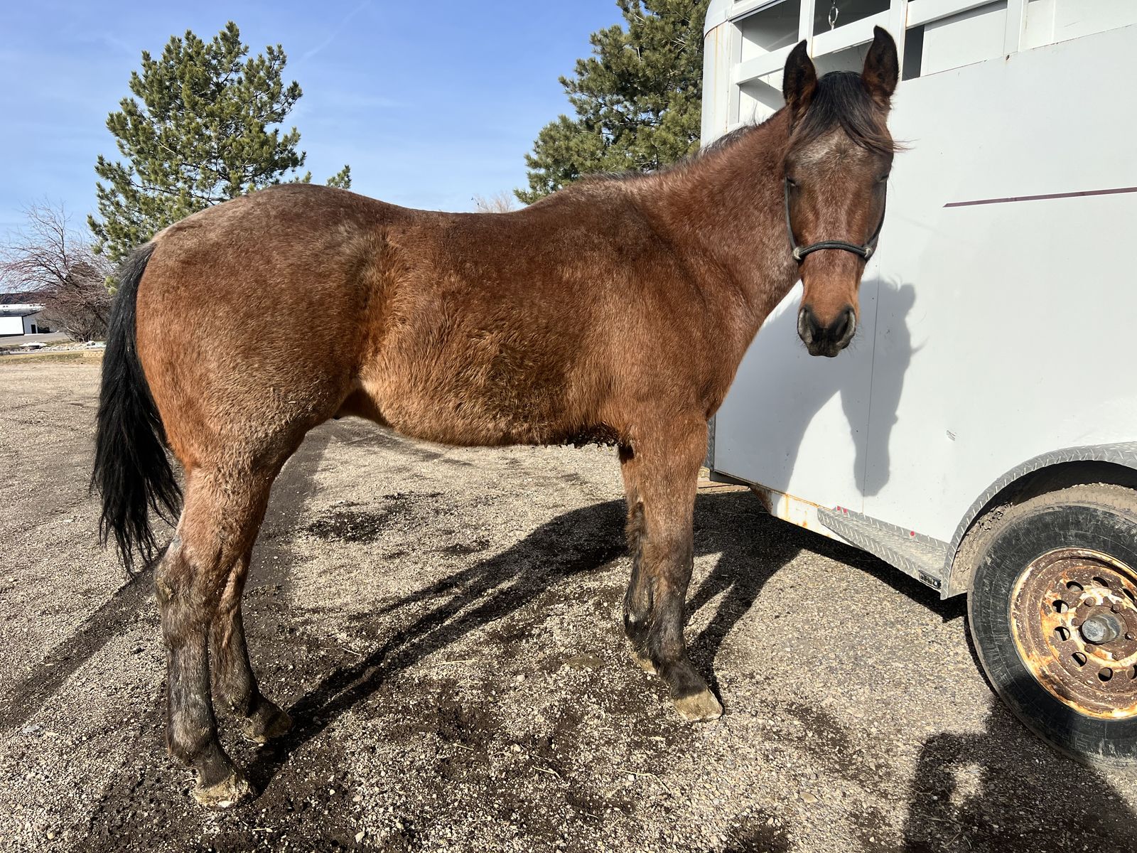 4 Year Old Grade Bay Roan Quarter Horse Gelding