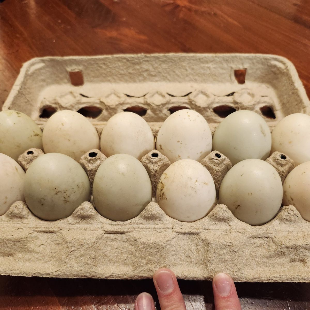 Duck EggsWelsh Harliquin