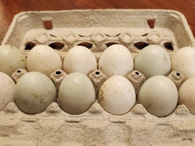 Duck EggsWelsh Harliquin