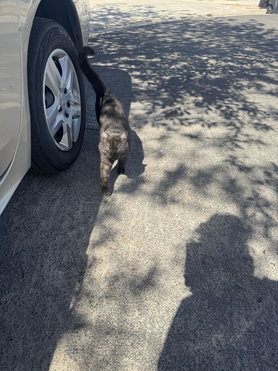 Free cat