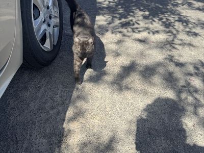 Free cat