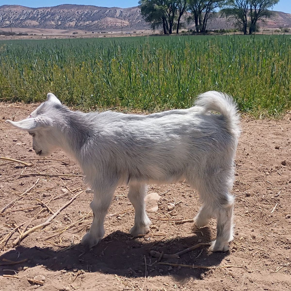 ADGA Nigerian Dwarf Buckling