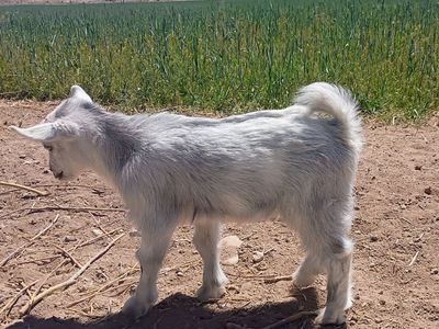 ADGA Nigerian Dwarf Buckling
