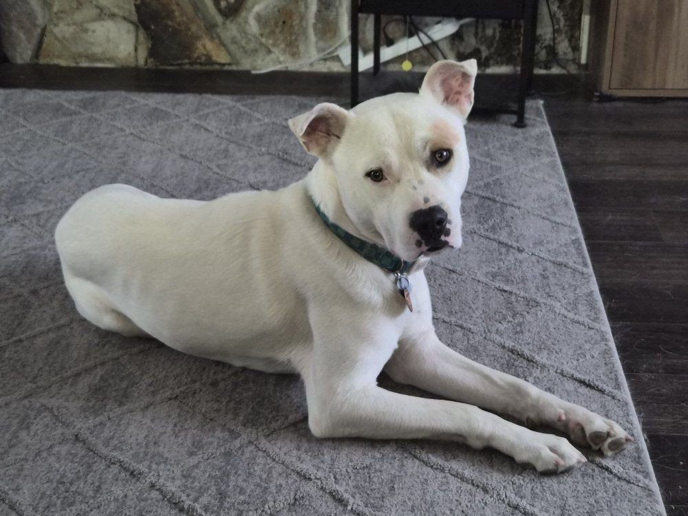 Huskey/Pitbull mix