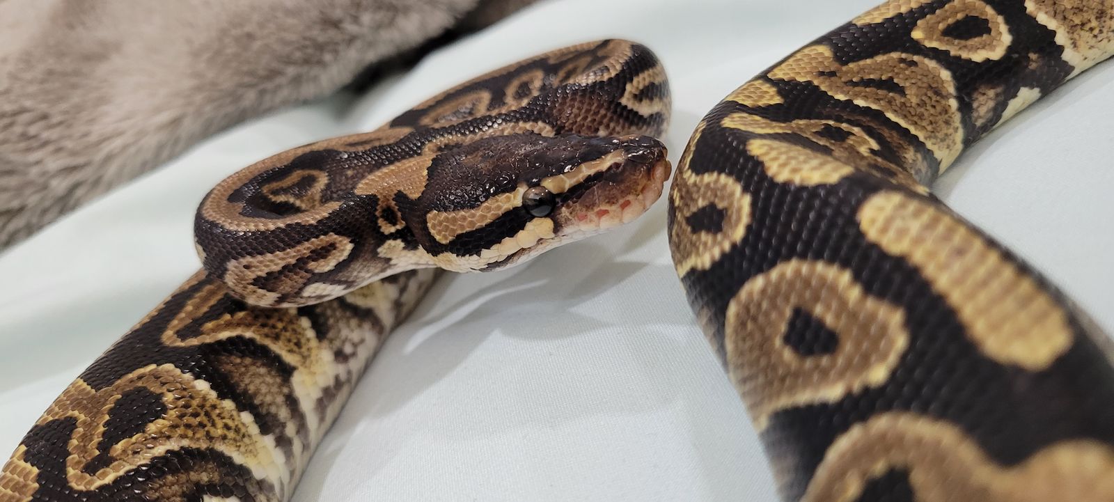 2 Year Old Female Ball Python + Enclosure