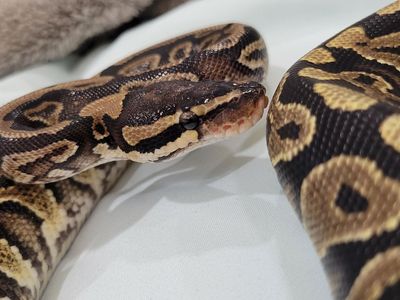 2 Year Old Female Ball Python + Enclosure