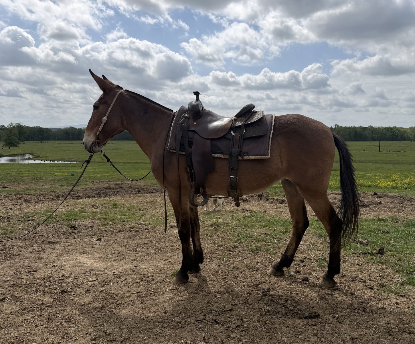 Gaited Molly 14.3hh 8 years old