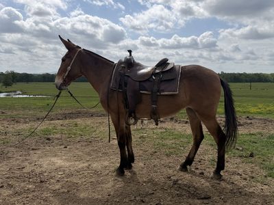 Gaited Molly 14.3hh 8 years old