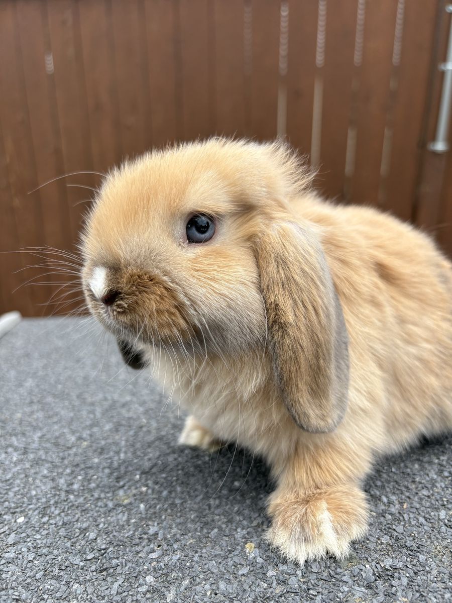 Holland Loop, Bunny