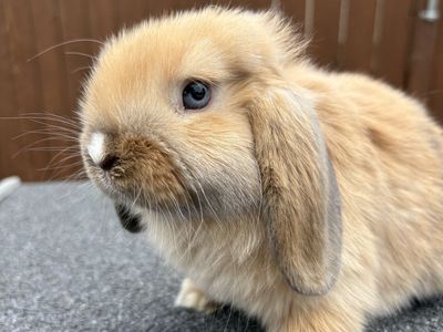 Holland Loop, Bunny