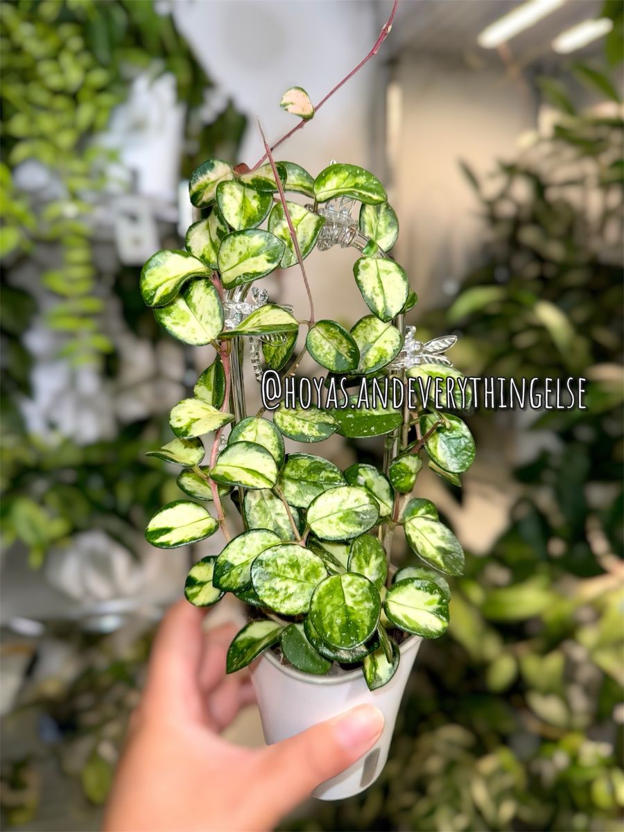 Hoya ‘Mathilde’ (inner variegated) - Plant