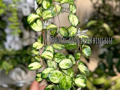 Hoya ‘Mathilde’ (inner variegated) - Plant