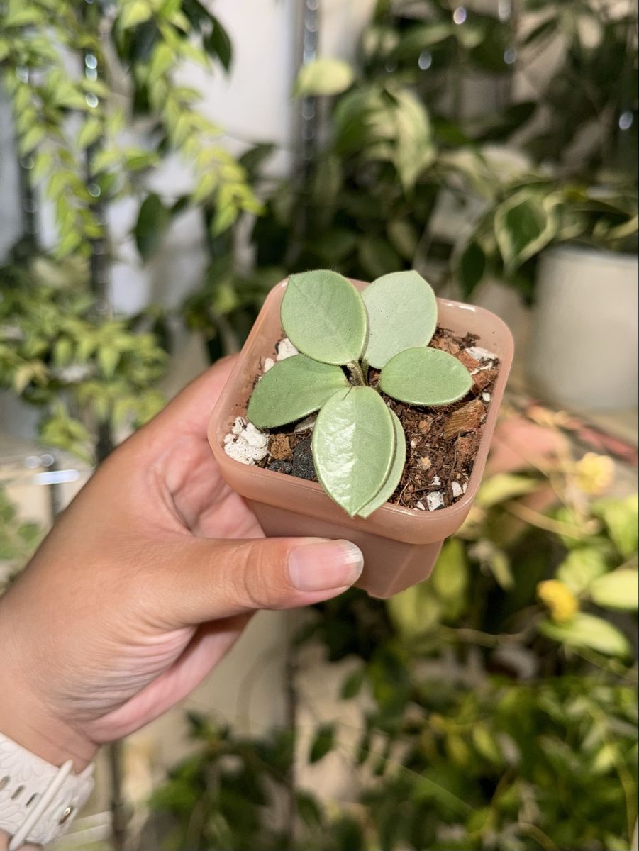 Hoya ‘Grey Fairy’ - Plant