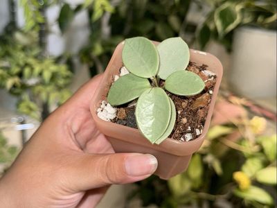 Hoya ‘Grey Fairy’ - Plant
