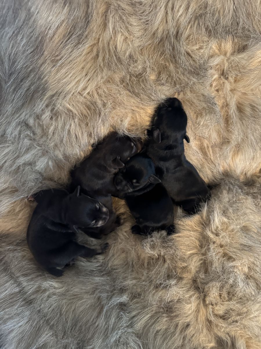 Miniature Schnauzer Puppies