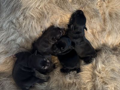 Miniature Schnauzer Puppies