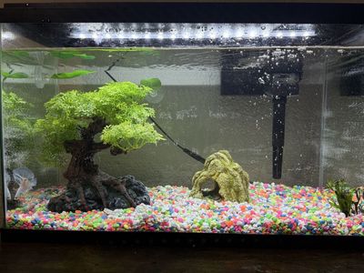 Aquarium tank large tree decoration, will trade