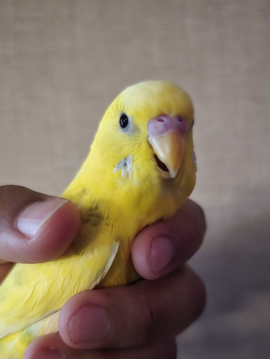 Yellow Parakeet