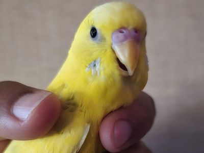 Yellow Parakeet