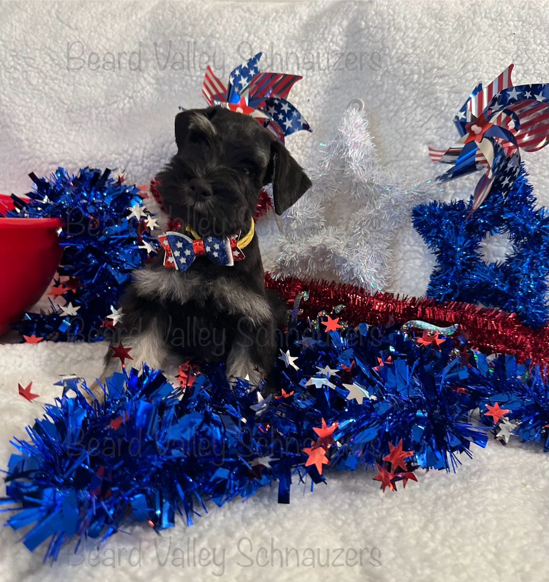 Miniature Schnauzers