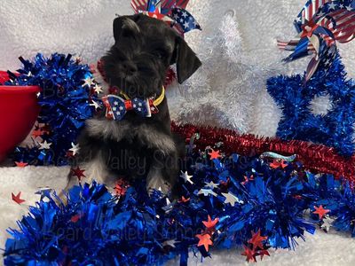 Miniature Schnauzers