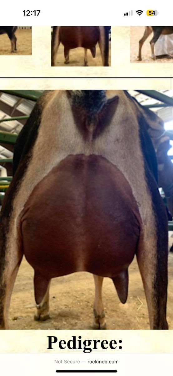 Registered LaMancha Doe in Milk