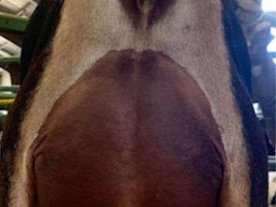 Registered LaMancha Doe in Milk