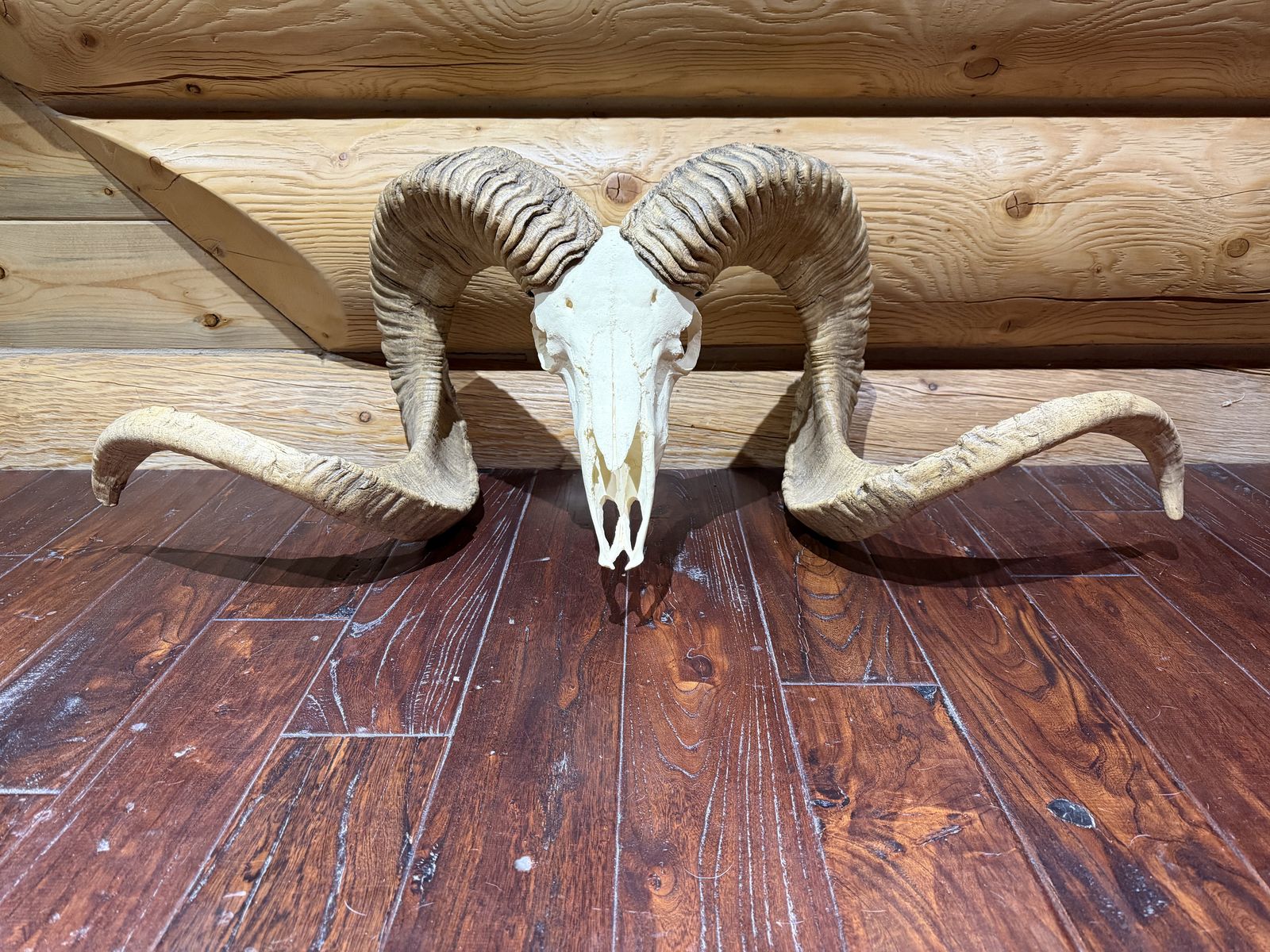 55x57” & 49x50” Replica Marco Polo Sheep Ram Skull Mounts
