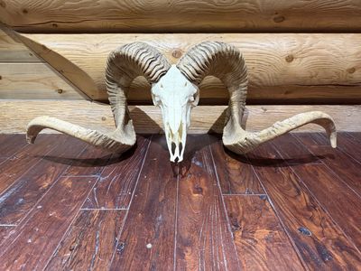 55x57” & 49x50” Replica Marco Polo Sheep Ram Skull Mounts