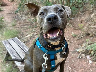 Hello my name is Hendrix