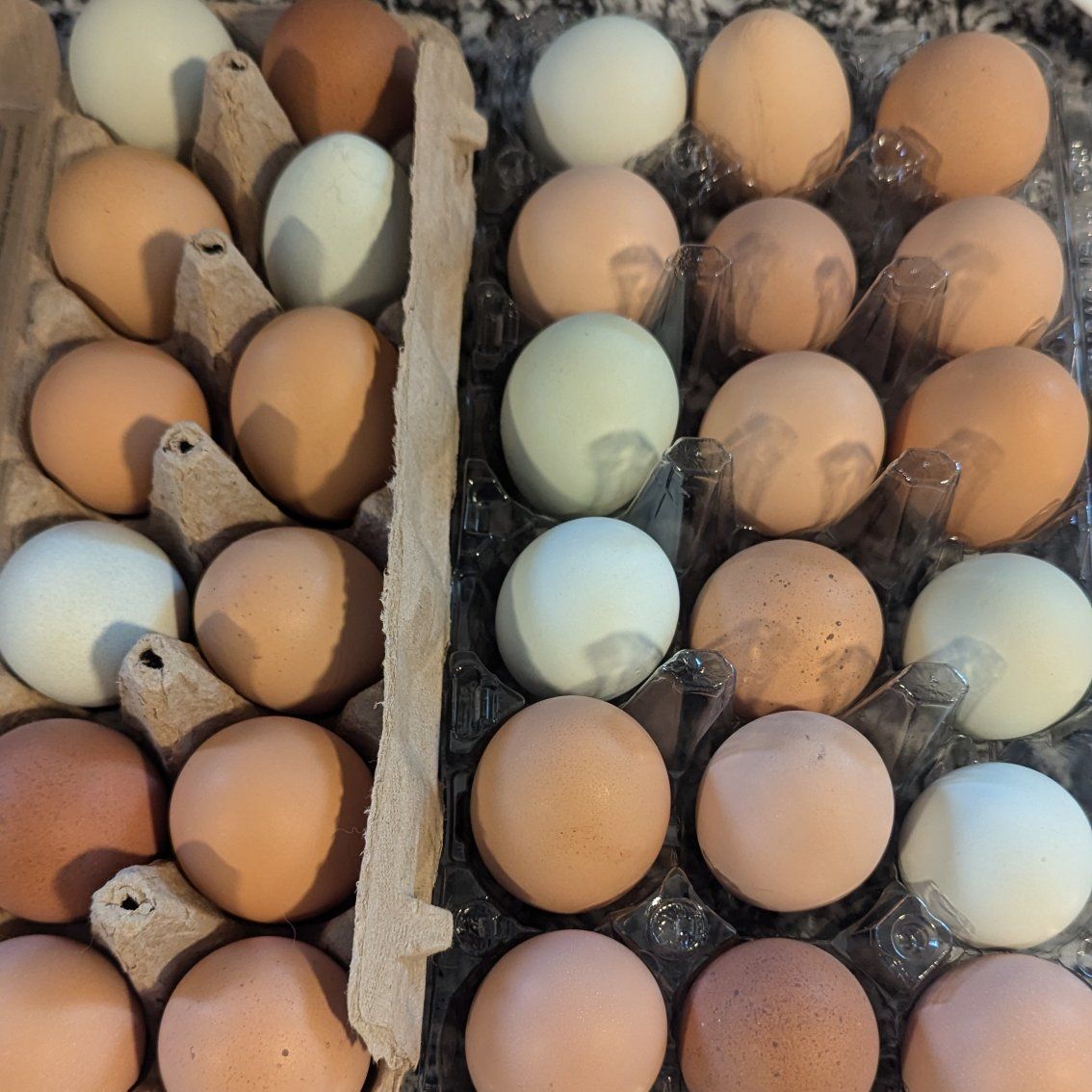 Fresh eggs