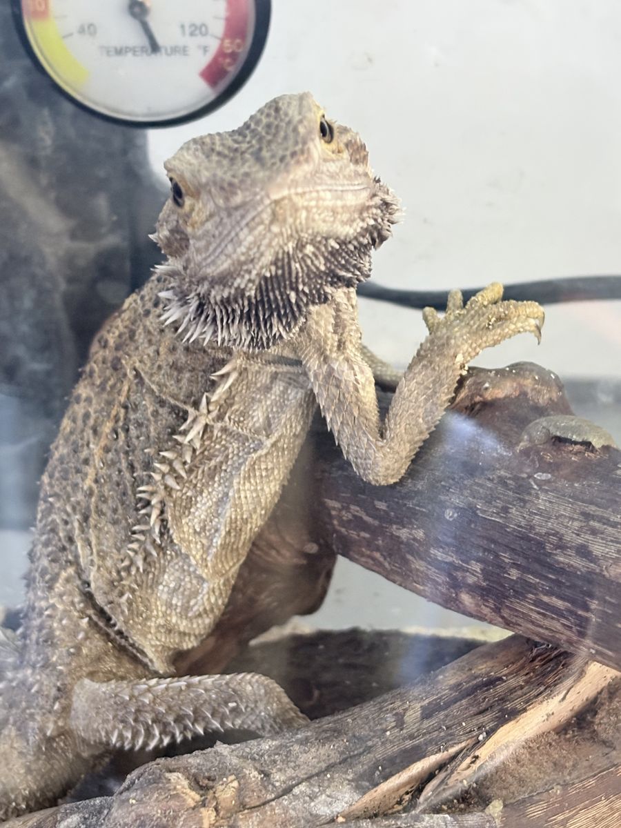 Billie the bearded dragon
