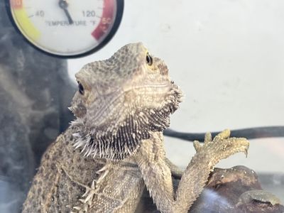 Billie the bearded dragon