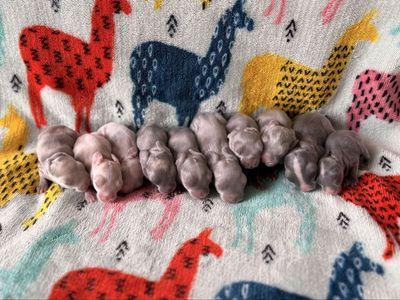 Pedigreed English Angora Baby Bunny Rabbits Newborns