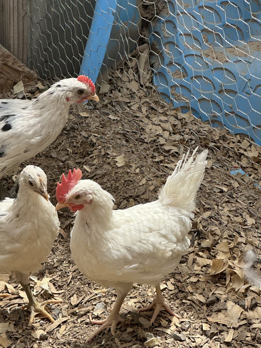 2 all white leghorn Roosters