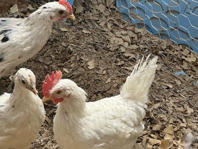 2 all white leghorn Roosters