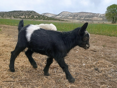 Nigerian Dwarf Buckling (Bottle Baby)