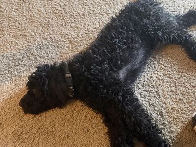 1 Black Male Double Doodle Puppy– Ready Now