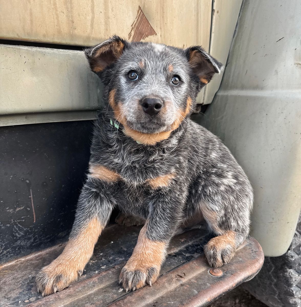 Heeler Puppies