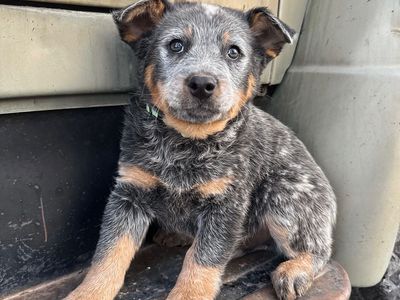 Heeler Puppies
