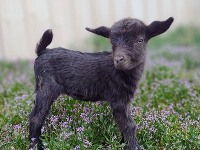 Nigerian Dwarf Goat Kids