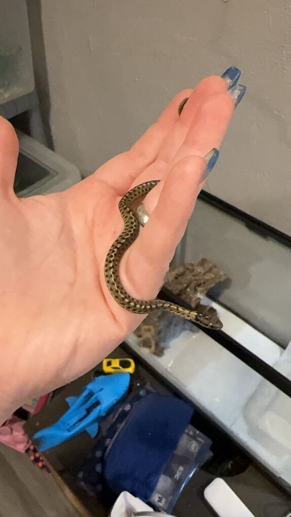 Baby Garter Snake