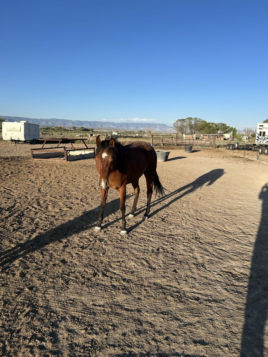 3 yr old mare all around prospect