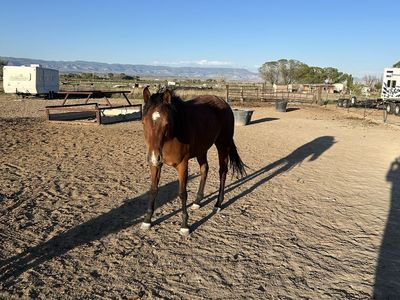 3 yr old mare all around prospect