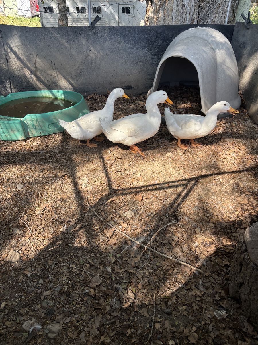 Ducks