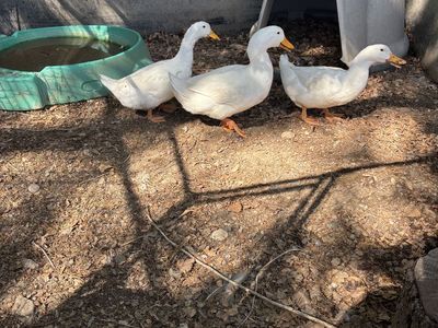 Ducks