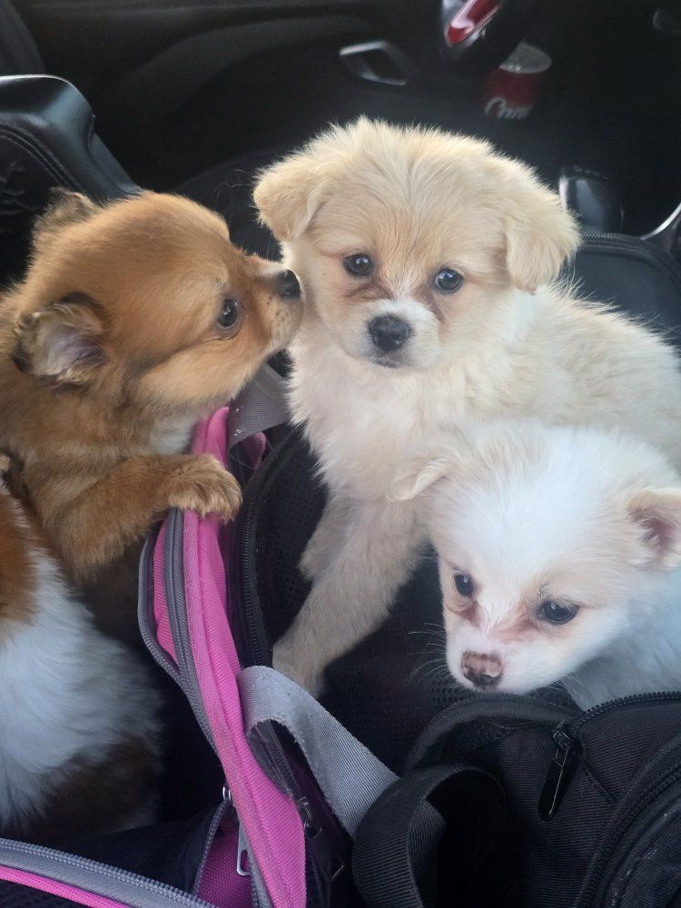 pomeranian cavalier girl