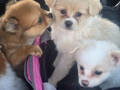 pomeranian cavalier girl