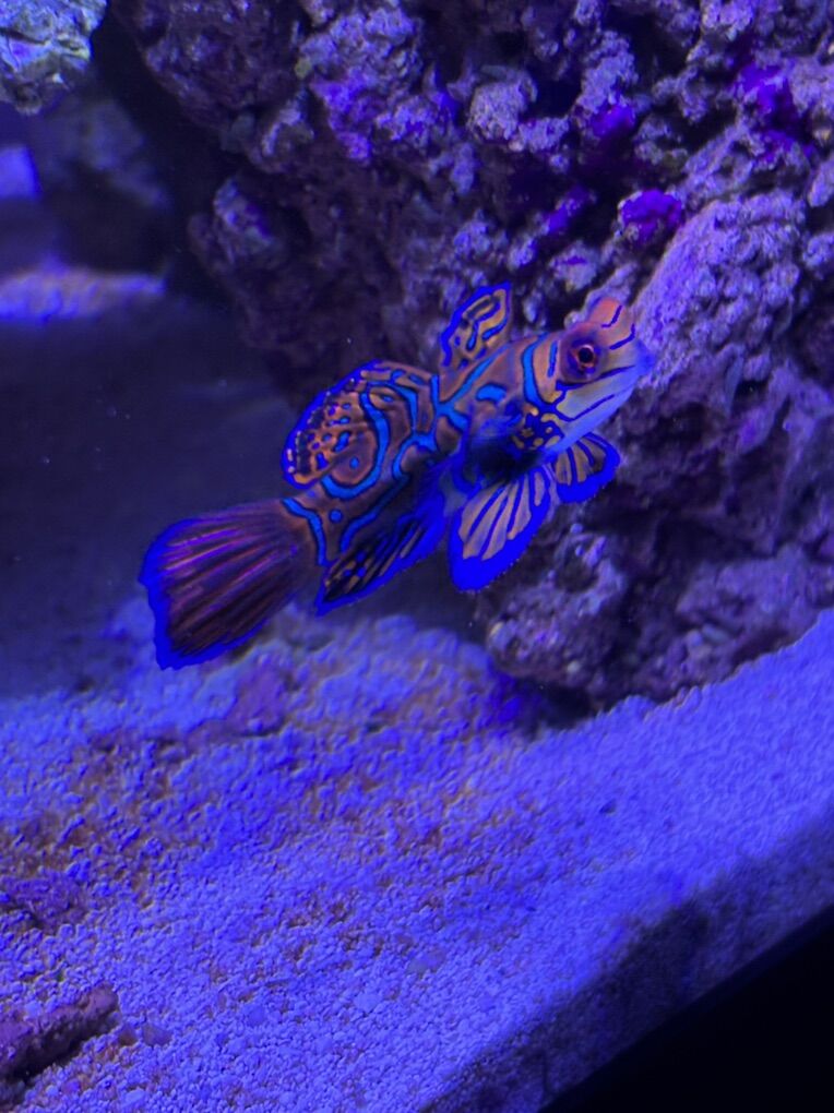 Mandarin Dragonet