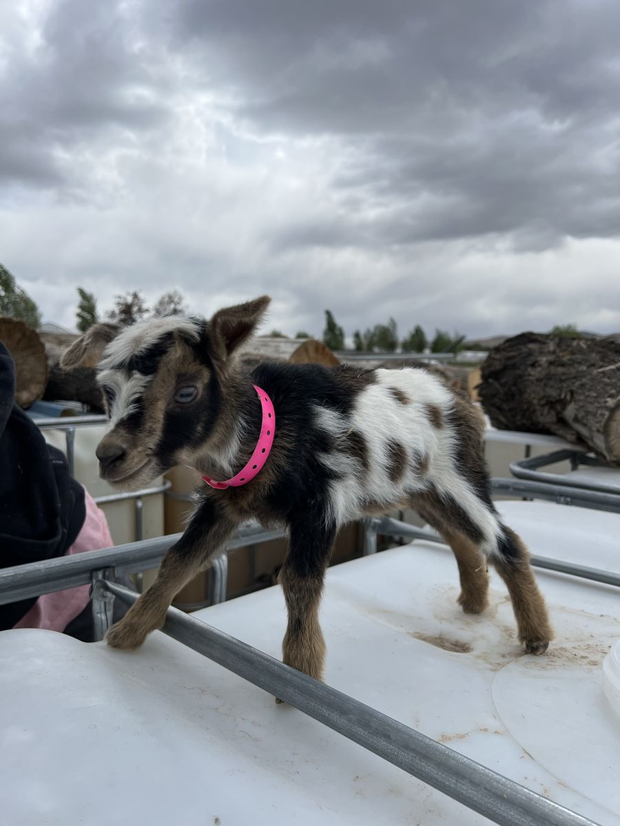 Nigerian Dwarf Bottle Baby Doeling- Blue Eyed